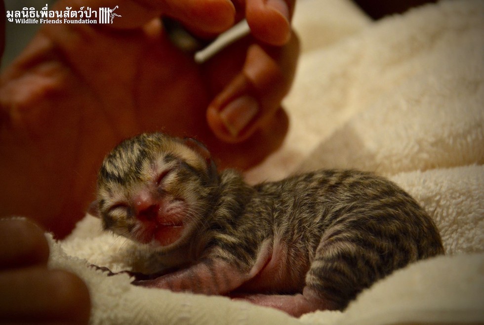 Tiny kitten found on the street is not what it seemed - Foundling, Nature, cat, Fishing Cat, Asia, Thailand, Text, Photo, Longpost