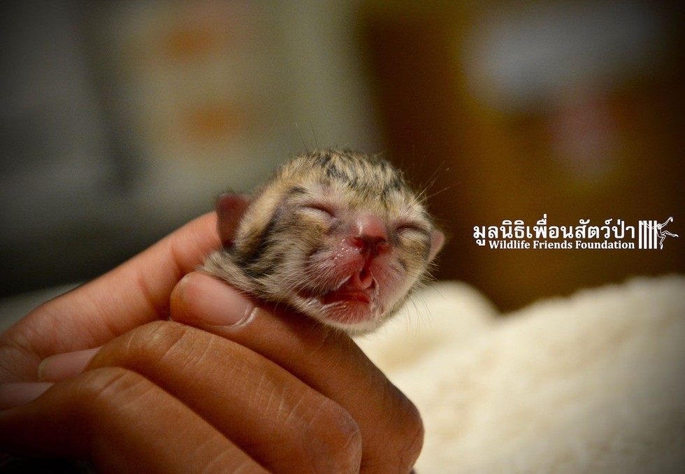 Tiny kitten found on the street is not what it seemed - Foundling, Nature, cat, Fishing Cat, Asia, Thailand, Text, Photo, Longpost