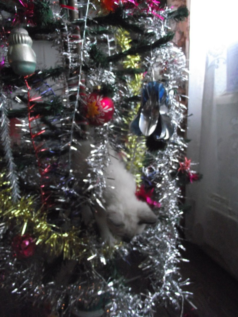 Christmas tree. Or 101 ways to use a spear in everyday life - My, New Year, cat, Christmas trees, A spear, Longpost