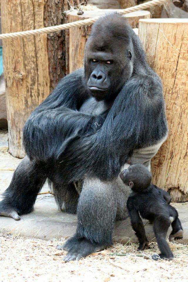 After parent meeting at the zoo - Monkey, Gorilla, Young