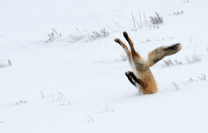 Fox in search of food. - , Fox