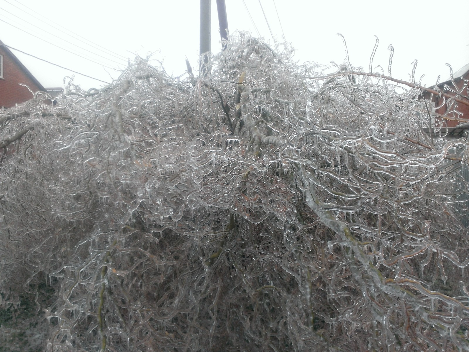 Freezing rain - My, Icy, Rain, Krasnodar, Power lines, Longpost