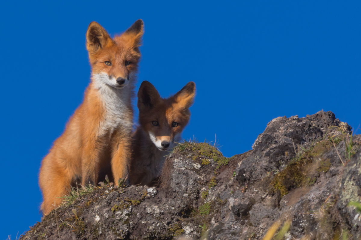 Kamchatka foxes - My, Kamchatka, Nature, Fox, Animals, Photo hunting, Longpost