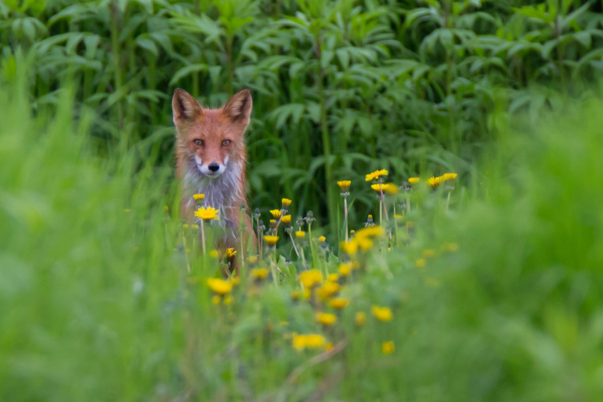 Kamchatka foxes - My, Kamchatka, Nature, Fox, Animals, Photo hunting, Longpost