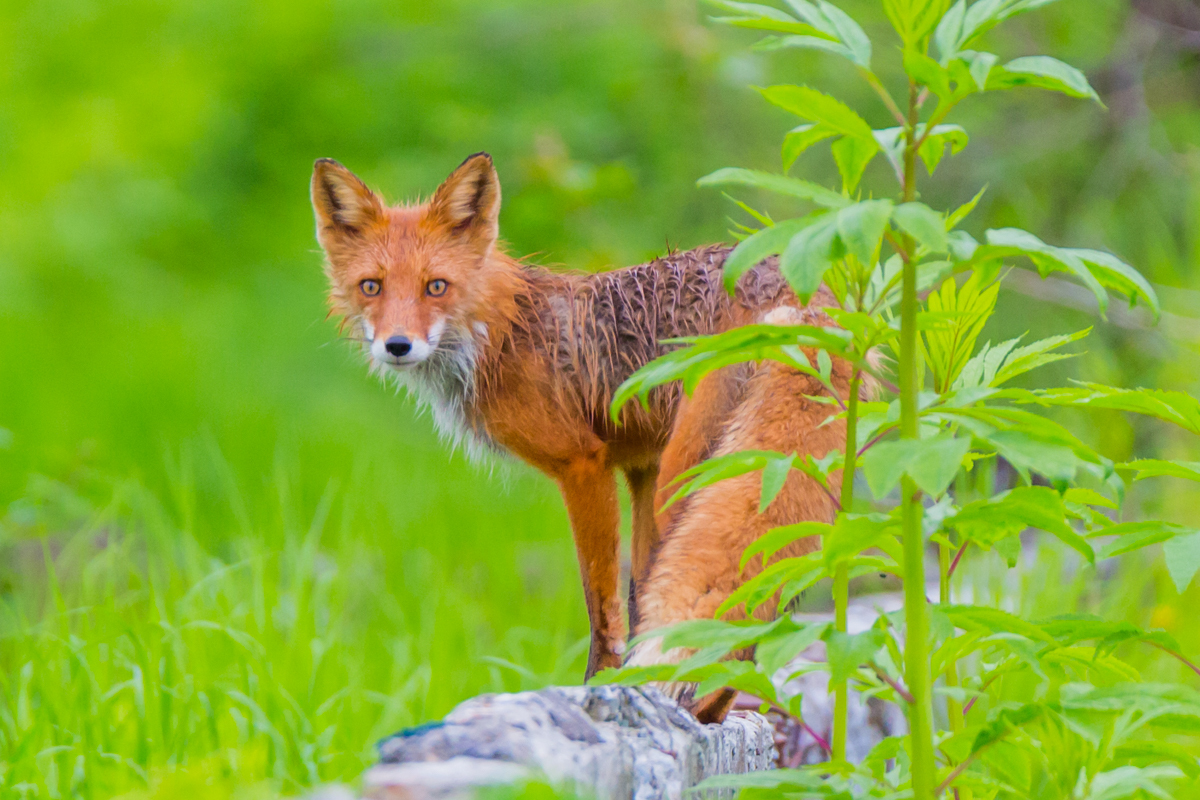 Kamchatka foxes - My, Kamchatka, Nature, Fox, Animals, Photo hunting, Longpost