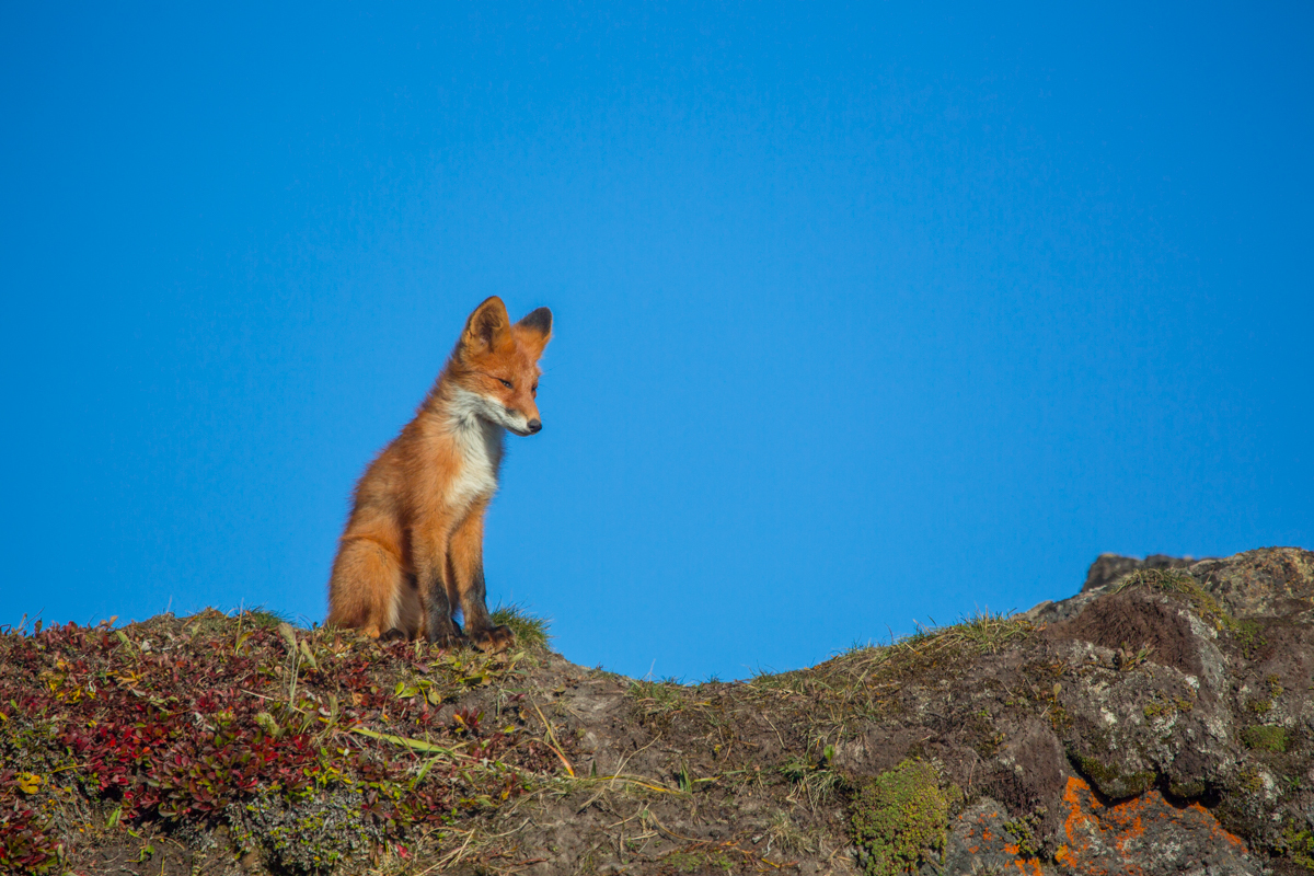 Kamchatka foxes - My, Kamchatka, Nature, Fox, Animals, Photo hunting, Longpost