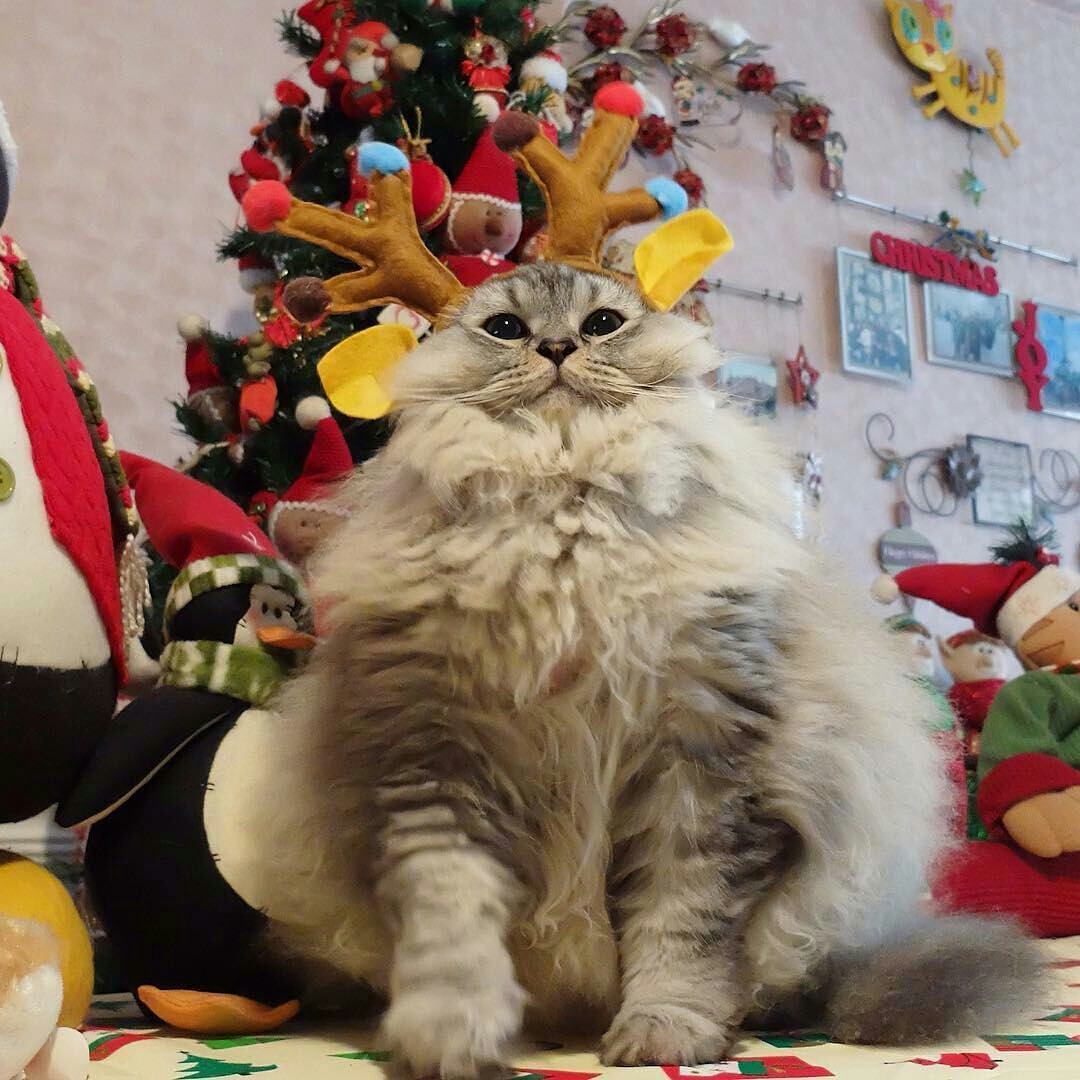 Waiting for Santa - New Year, Santa Claus, cat, 