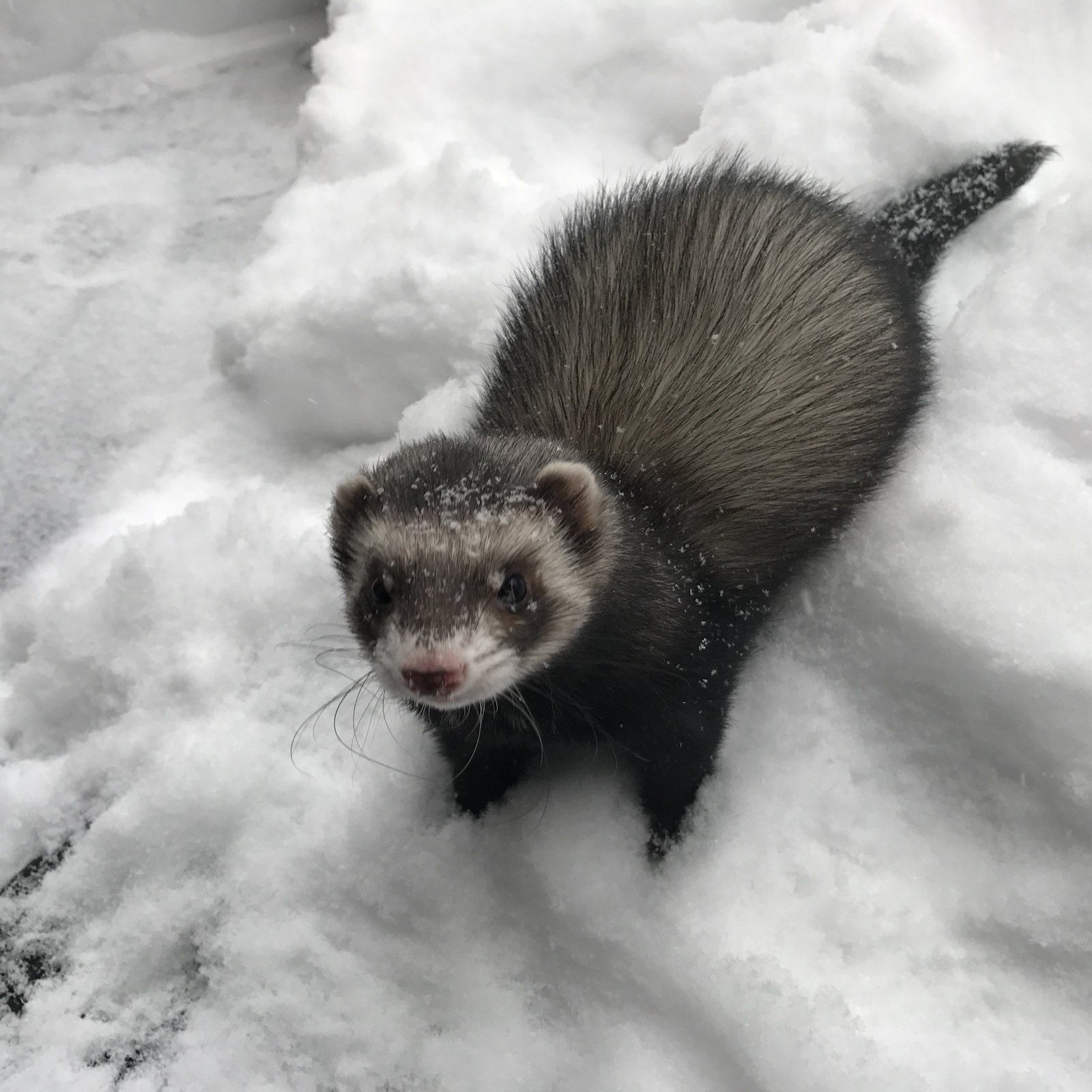 First snow for the ferret - Ferret, New Year, Snow, Photo, Milota, Longpost