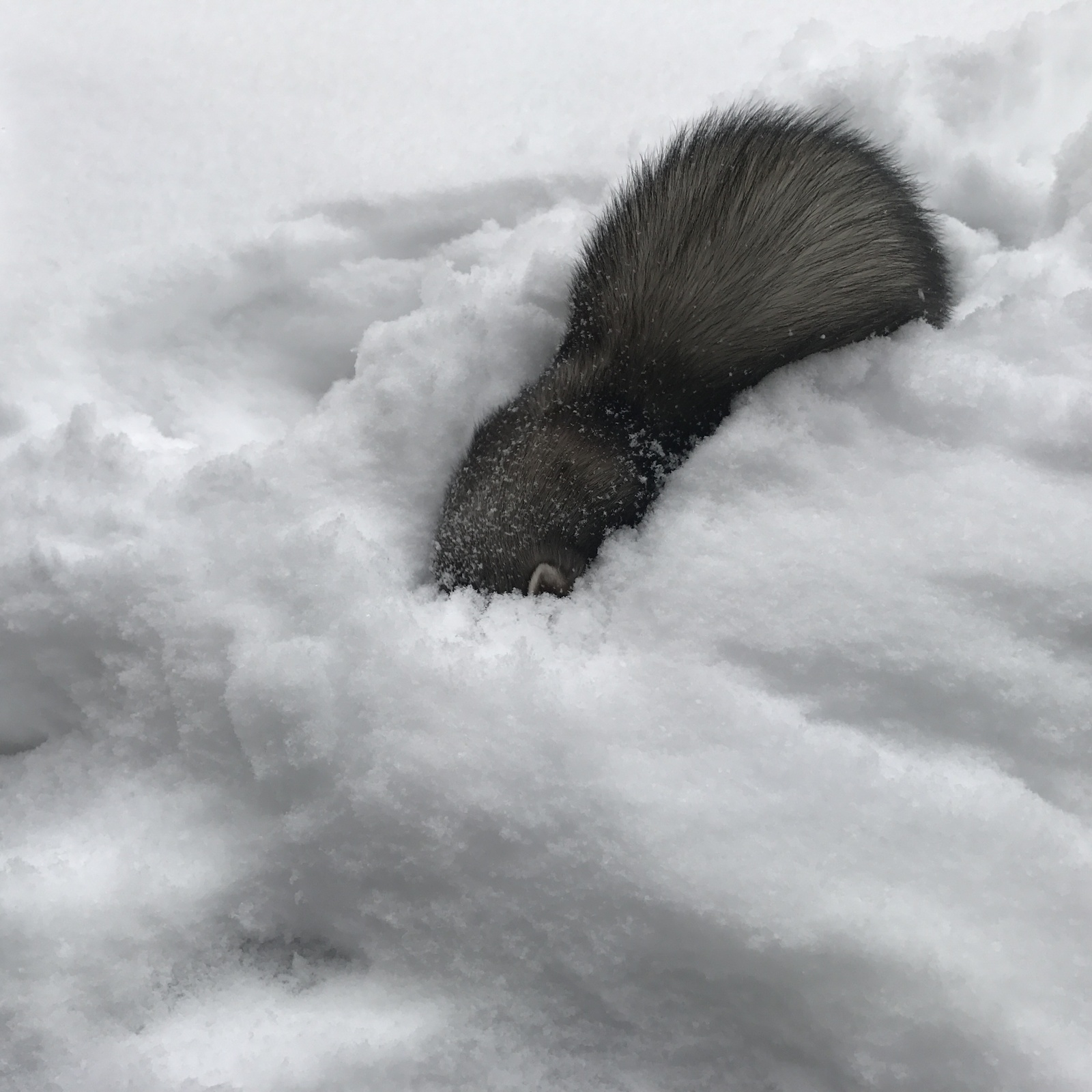 First snow for the ferret - Ferret, New Year, Snow, Photo, Milota, Longpost