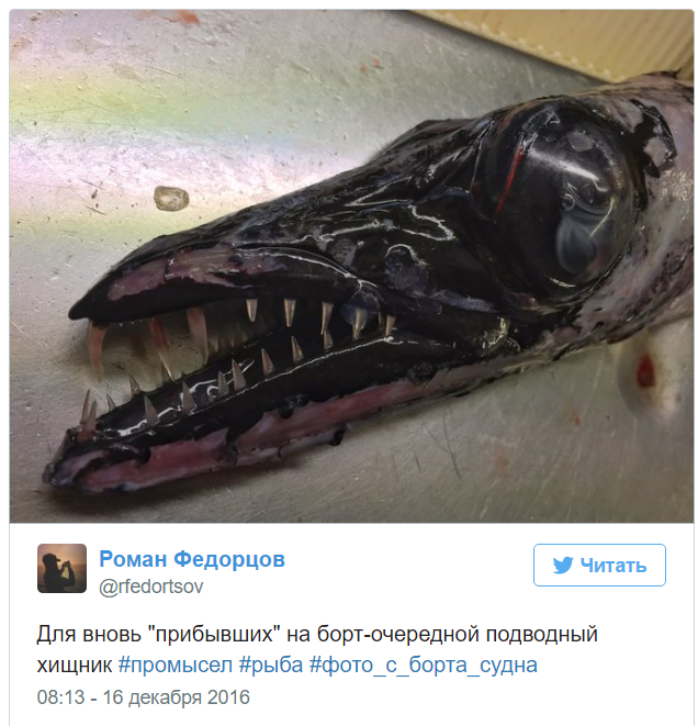 A Murmansk sailor posts photos of the strangest fish caught by his trawler. - Fisherman, Twitter, Social networks, A fish, Water, Longpost, Fishermen