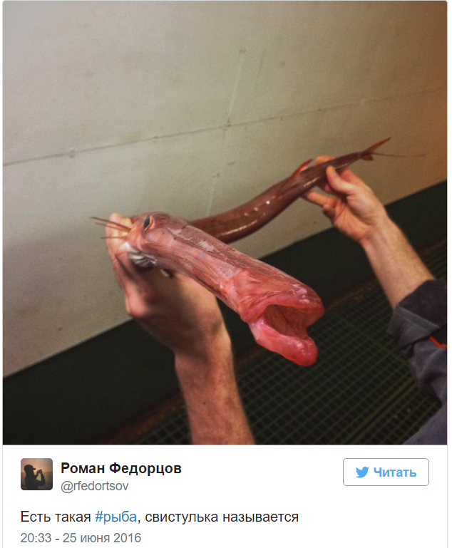 A Murmansk sailor posts photos of the strangest fish caught by his trawler. - Fisherman, Twitter, Social networks, A fish, Water, Longpost, Fishermen