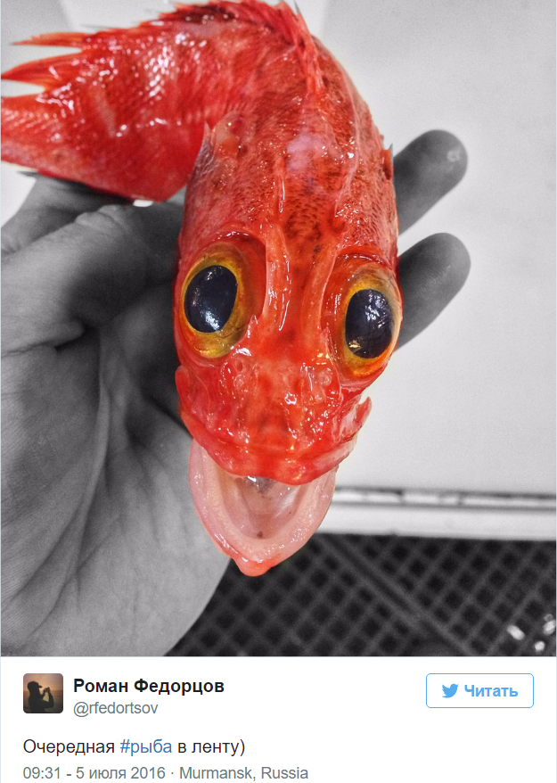 A Murmansk sailor posts photos of the strangest fish caught by his trawler. - Fisherman, Twitter, Social networks, A fish, Water, Longpost, Fishermen