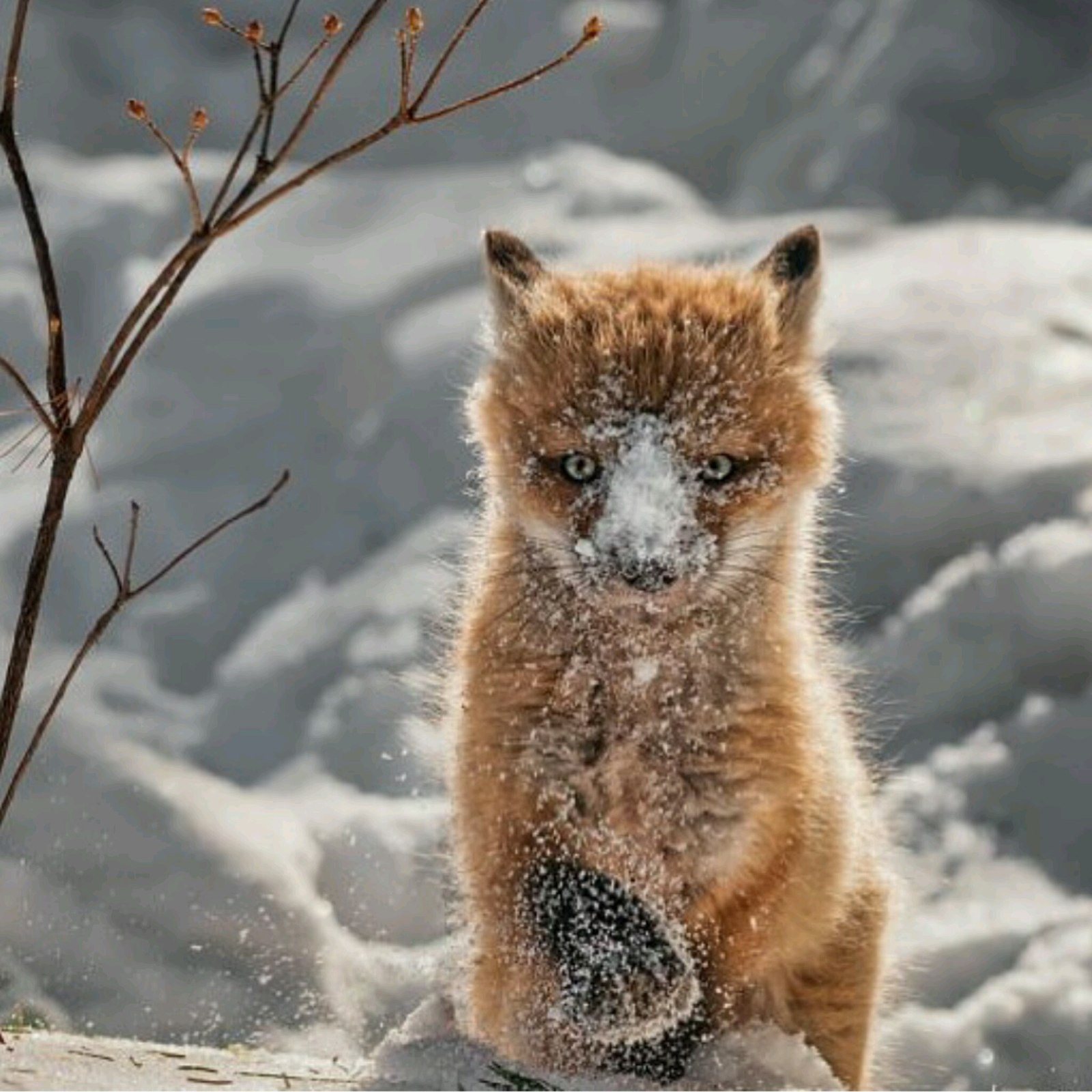 First snow - Fox, Fyr, Ururu, Milota, Animals, Katrin1989