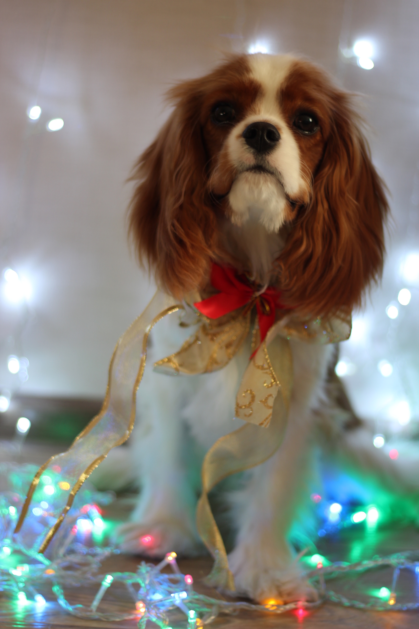 Upcoming holidays! - My, Dog, Beaux, New Year, Garland, Photo, Longpost