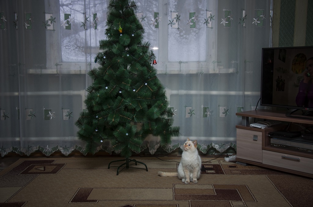 Temptation - My, cat, Christmas trees, New Year, Temptation