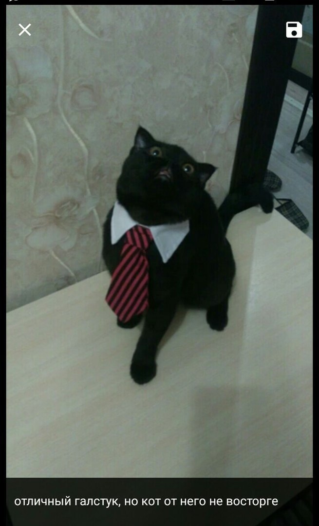 Reviews of happy cats from AliExpress - Milota, cat, Tie, AliExpress, My master is an idiot, Longpost