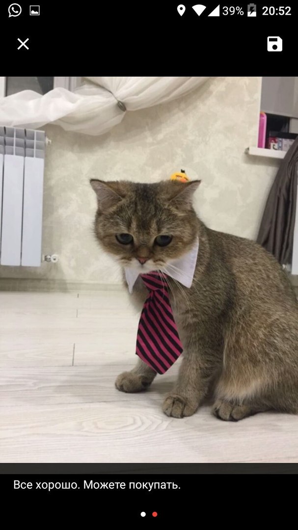 Reviews of happy cats from AliExpress - Milota, cat, Tie, AliExpress, My master is an idiot, Longpost