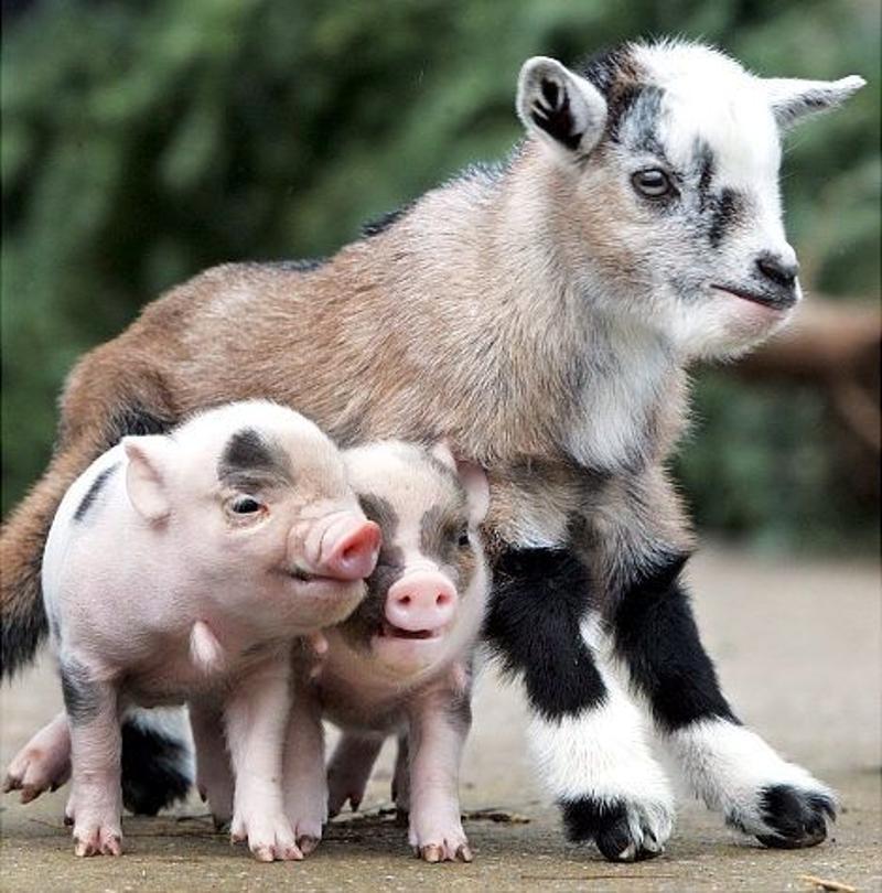 Goat - Goat, Animals, Piglets