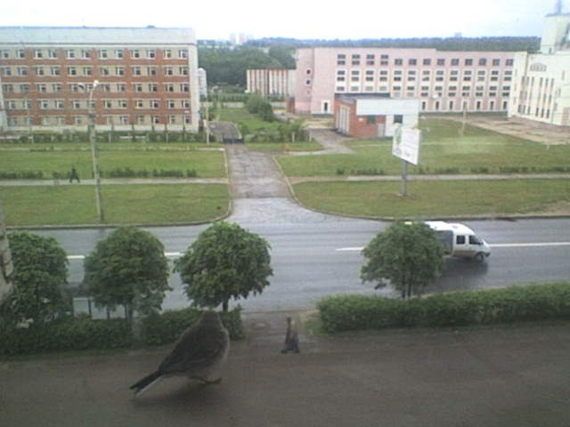 A sparrow the size of a minibus. - My, Photo, Sparrow, Cheboksary, Humor, It seemed