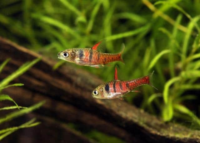 Barbs. Kinds. Part 1 - Aquarium, Aquarium fish, Video, Barbs, Scalariki, Longpost