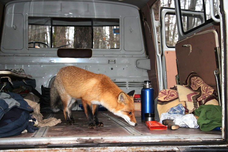 The story of the friendship between a scientist and a fox has been developed - Fox, Voronezh, Reserves and sanctuaries, Longpost