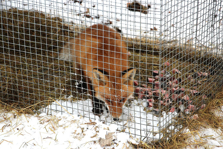 The story of the friendship between a scientist and a fox has been developed - Fox, Voronezh, Reserves and sanctuaries, Longpost