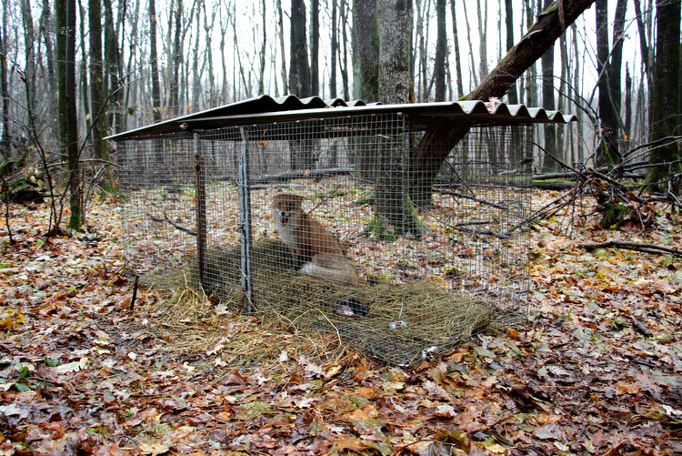 The story of the friendship between a scientist and a fox has been developed - Fox, Voronezh, Reserves and sanctuaries, Longpost