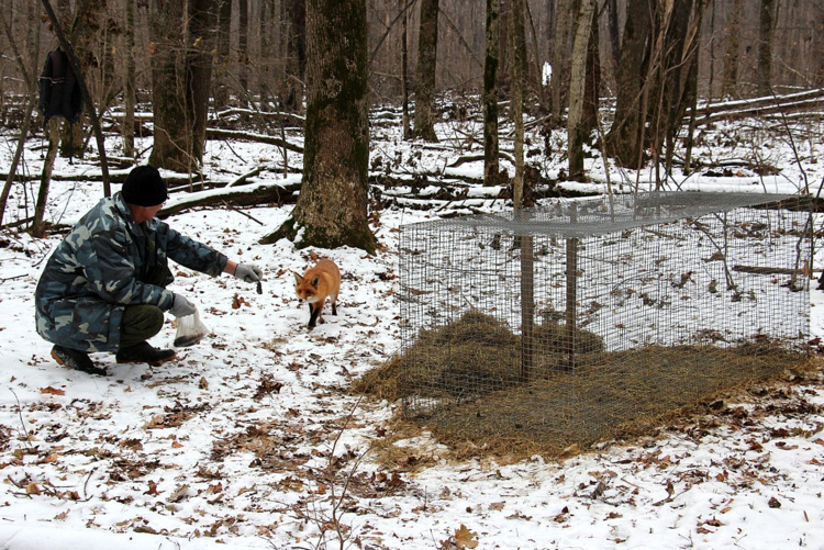 The story of the friendship between a scientist and a fox has been developed - Fox, Voronezh, Reserves and sanctuaries, Longpost