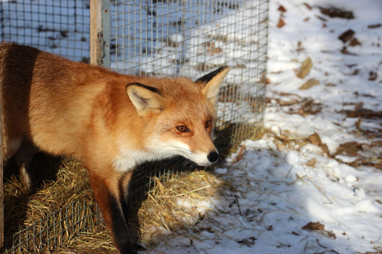 The story of the friendship between a scientist and a fox has been developed - Fox, Voronezh, Reserves and sanctuaries, Longpost