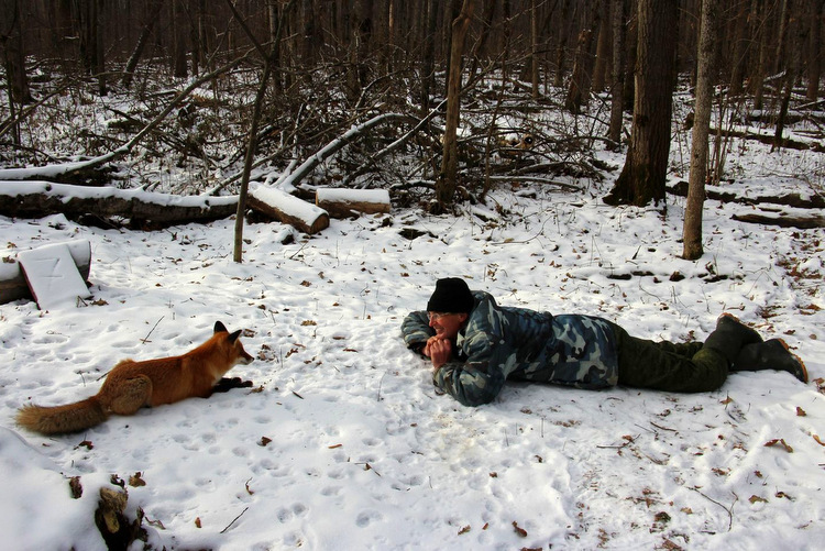 The story of the friendship between a scientist and a fox has been developed - Fox, Voronezh, Reserves and sanctuaries, Longpost