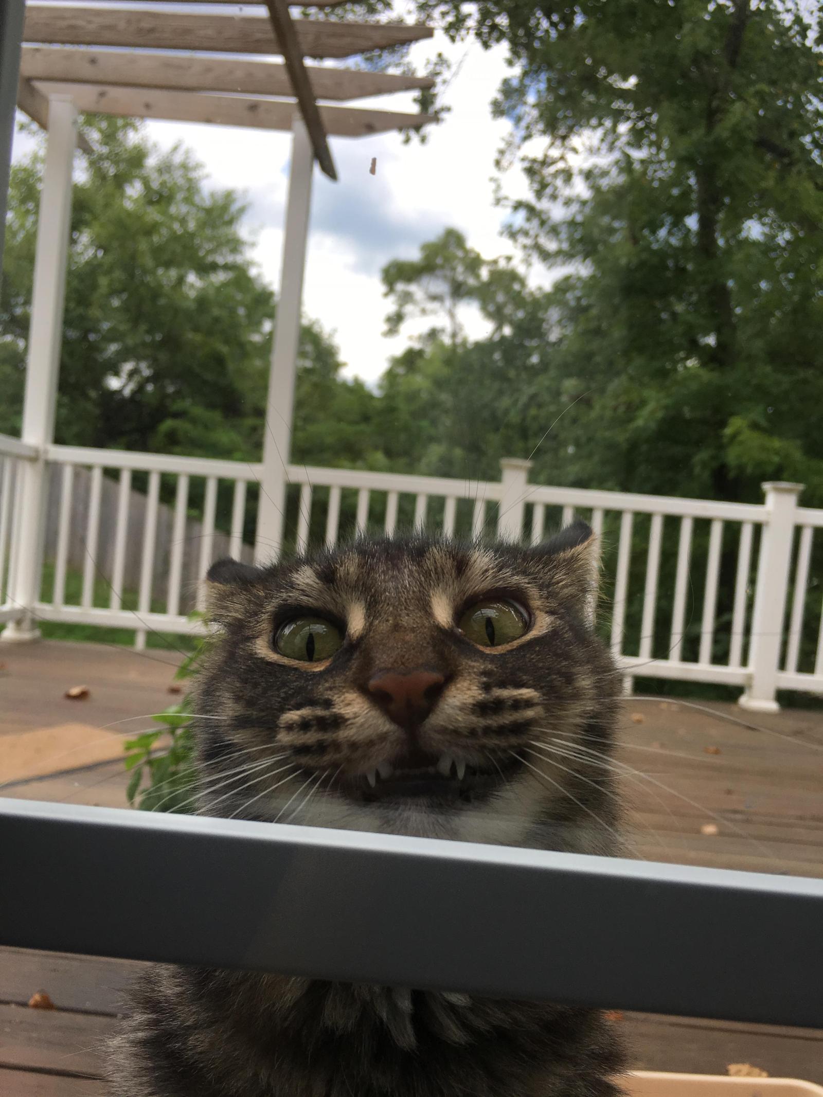 Accidentally locked the cat on the veranda. The whole gamut of emotions. - Longpost, cat, Photo, Emotions