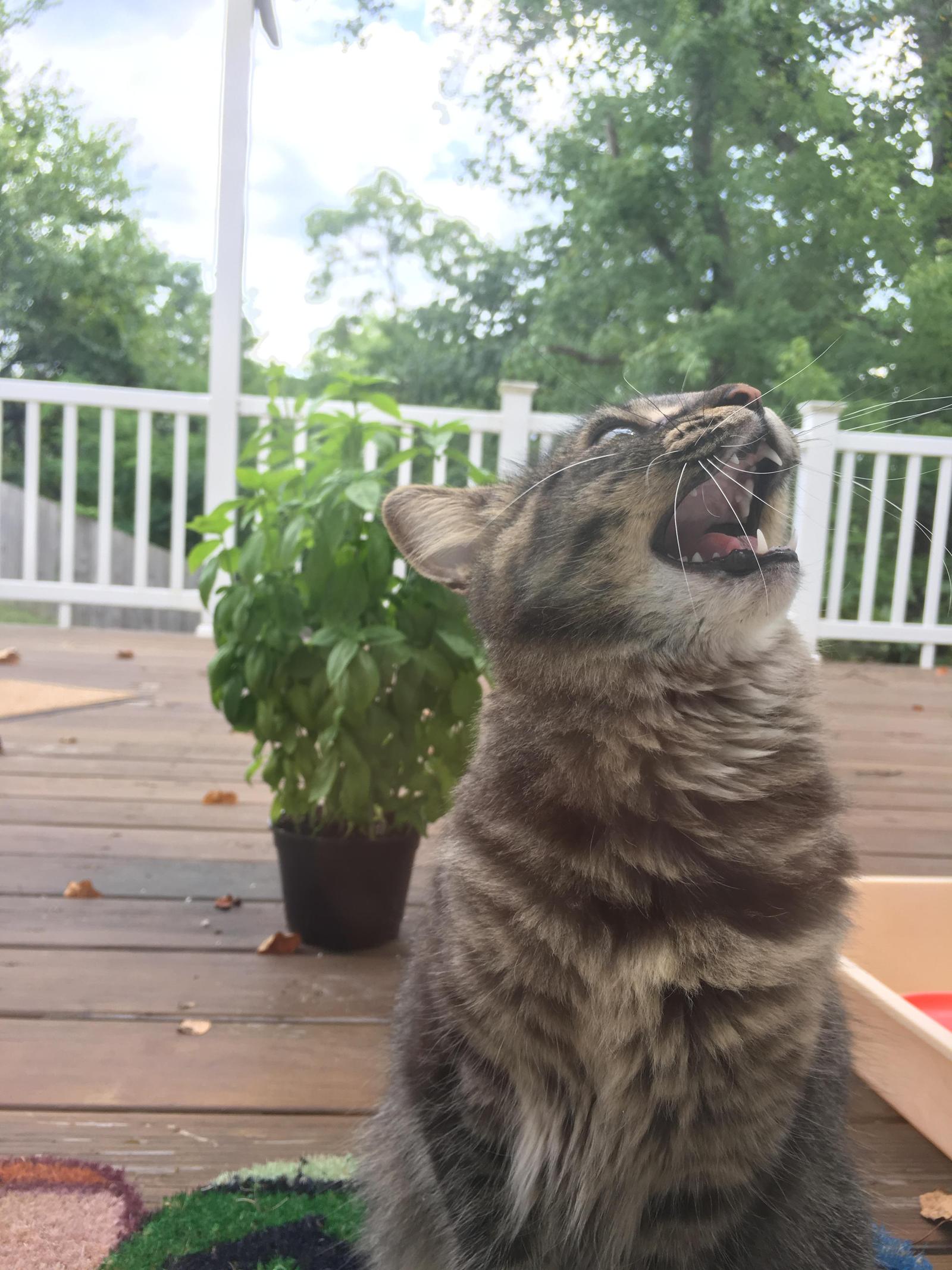 Accidentally locked the cat on the veranda. The whole gamut of emotions. - Longpost, cat, Photo, Emotions