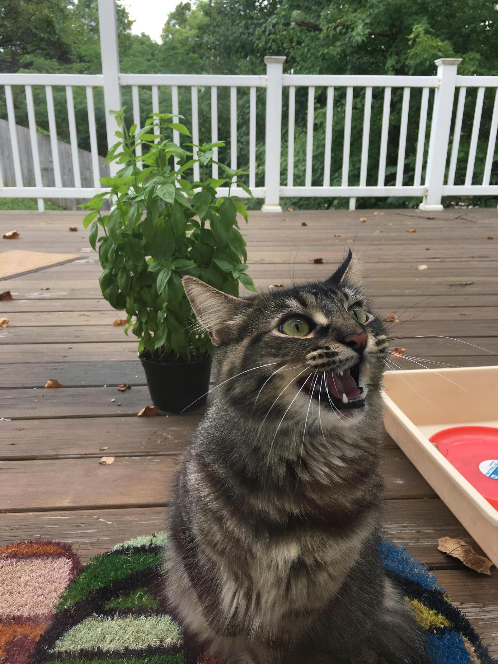 Accidentally locked the cat on the veranda. The whole gamut of emotions. - Longpost, cat, Photo, Emotions