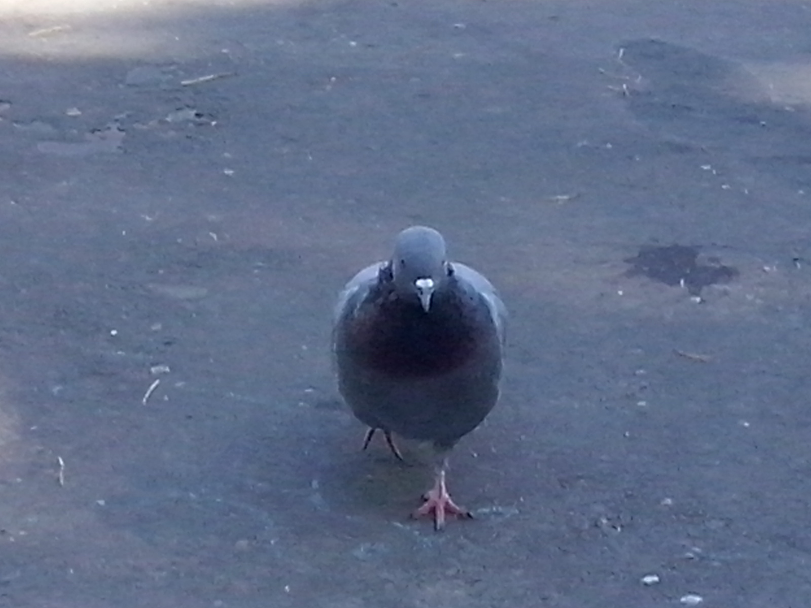 brutal pigeon - My, Pigeon, Coolness