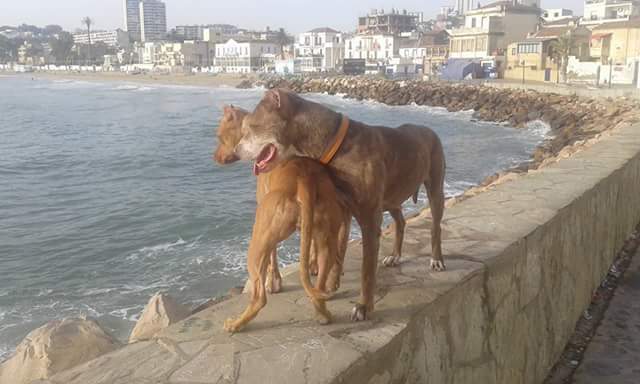 Algeria - My, Algeria, , Pitbull, Photo, Longpost