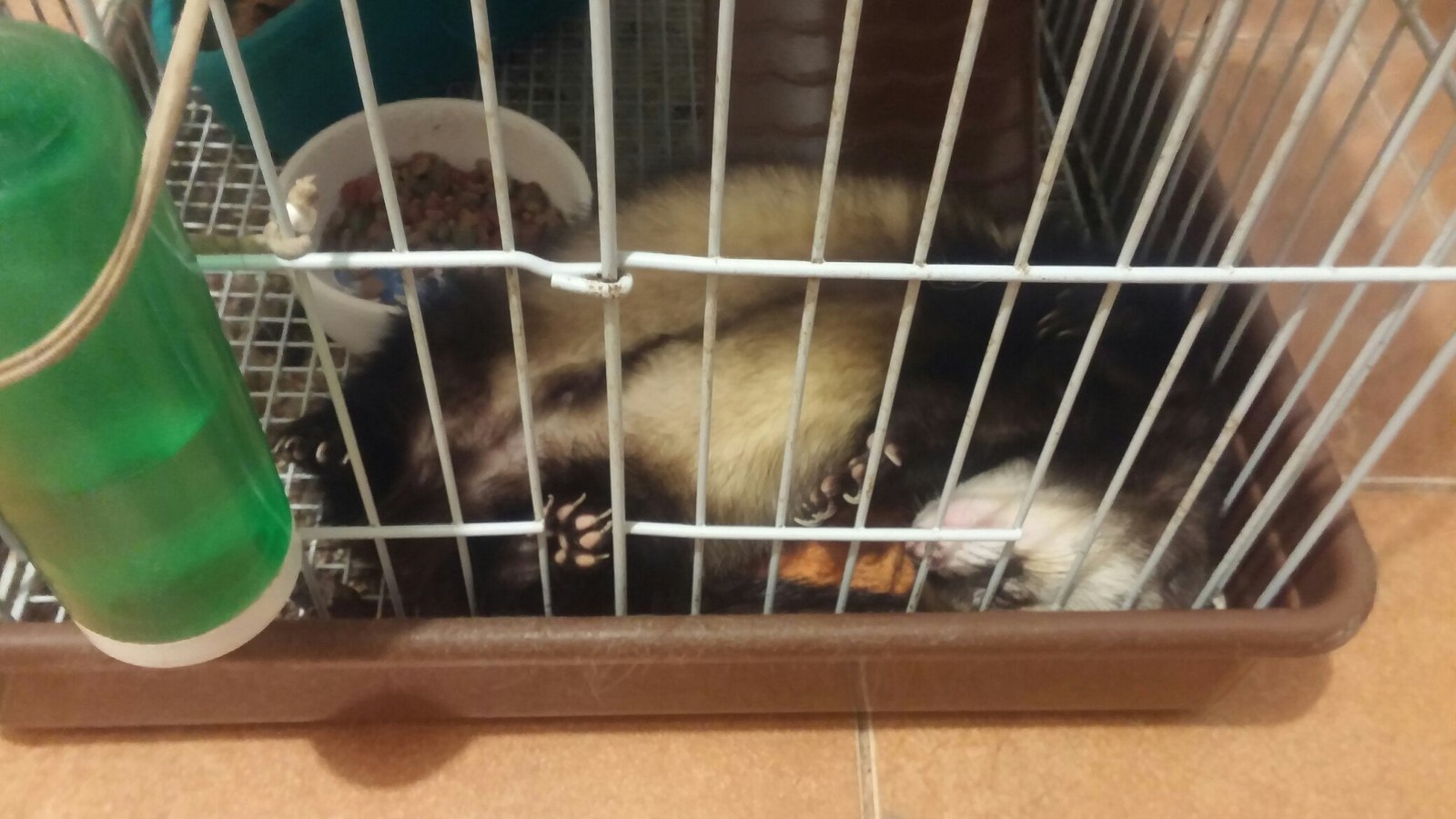 How will I celebrate this New Year? - My, Ferret, New Year, Seal