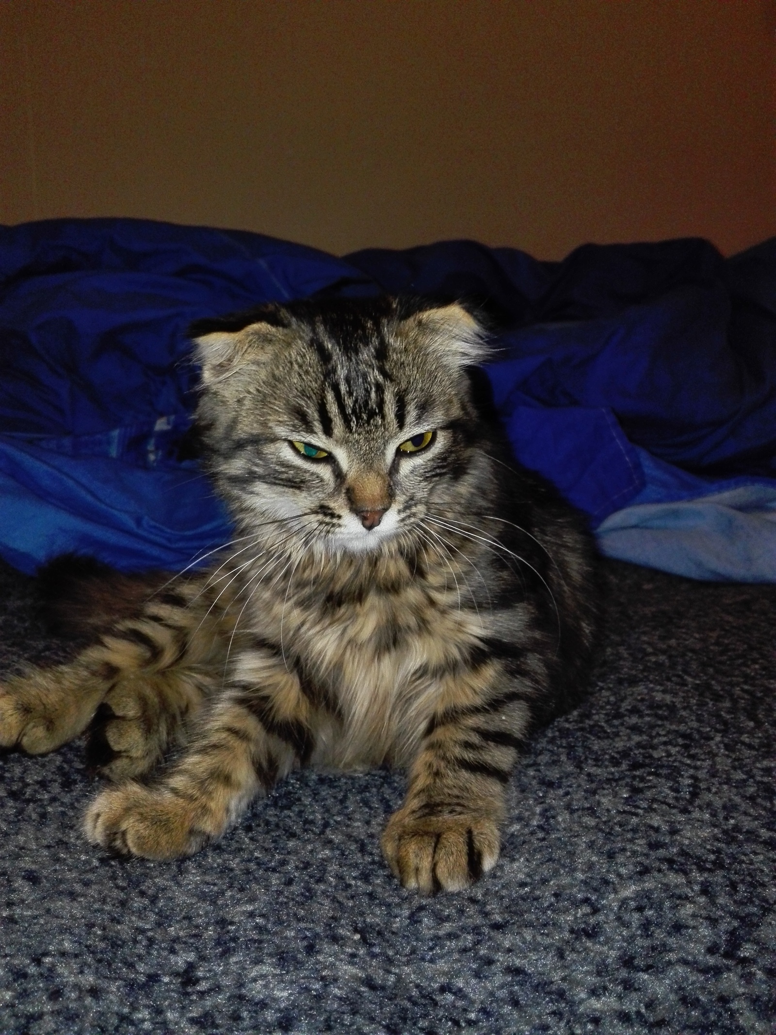 Please help me find a home for the kitten, Voronezh - My, Voronezh, cat, Help, Lost, Longpost