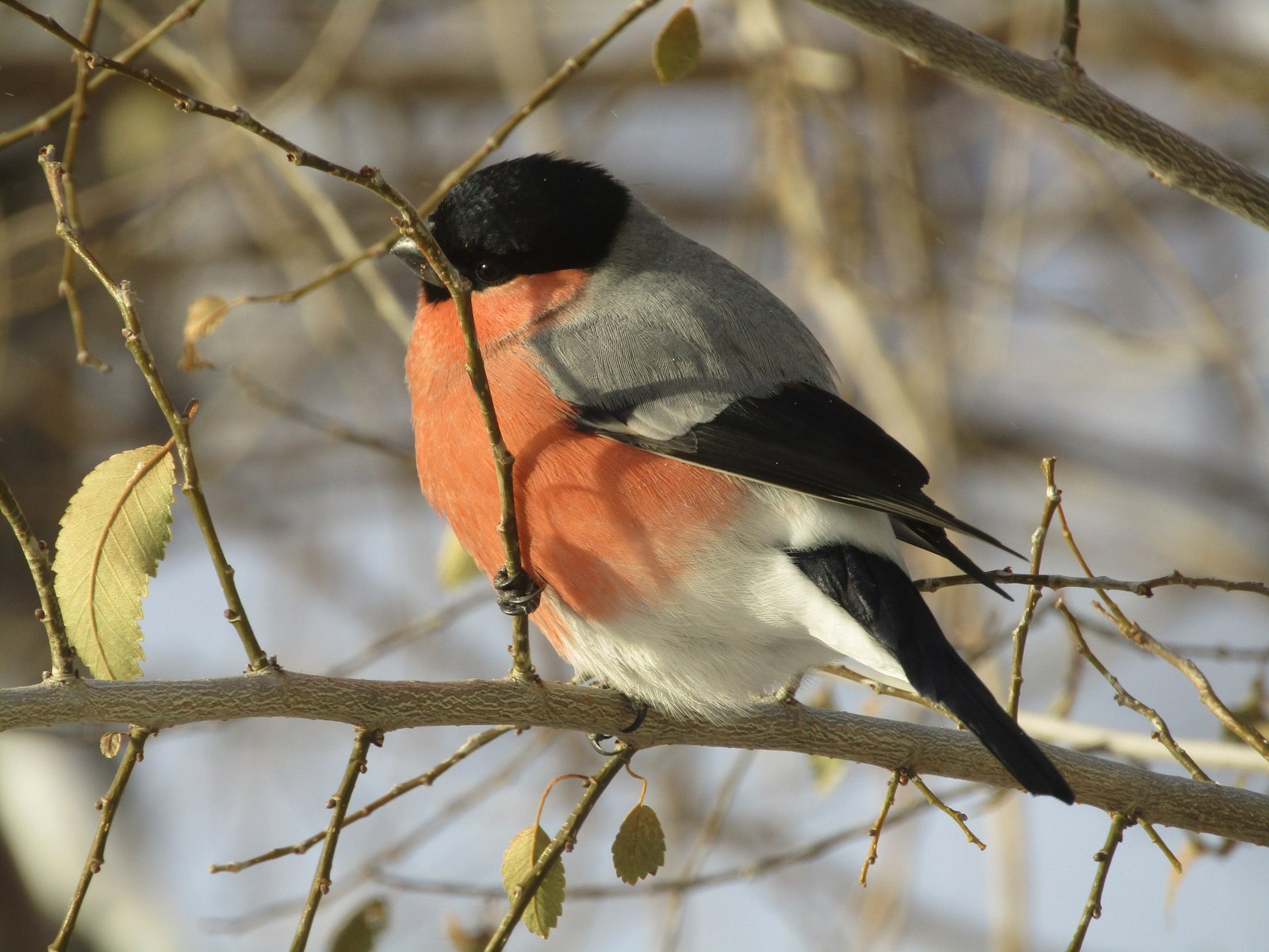 winter birds - My, Photo, Canon, The photo, Winter, Birds, Bullfinches, Tit, Longpost