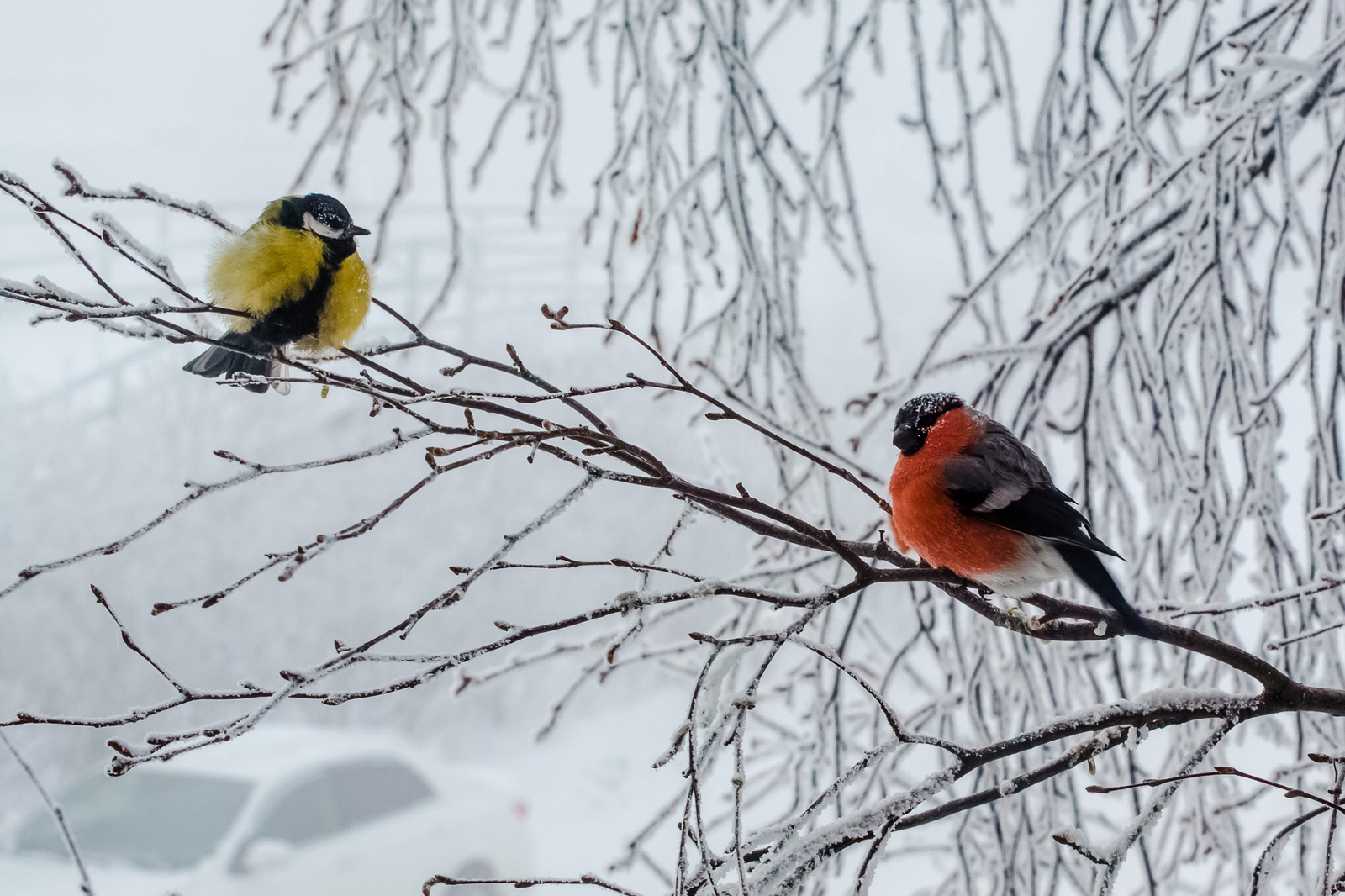 Surgut, - 51 . - My, Nature, freezing, North, Longpost