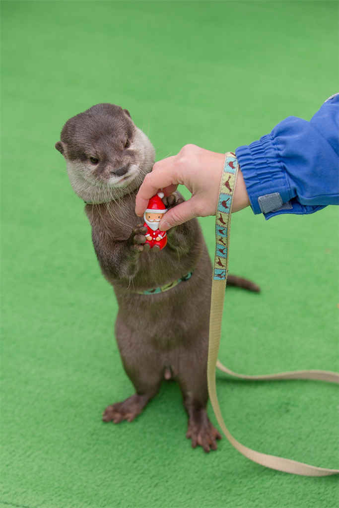 Otter gift - Longpost, Animals, Milota, Otters, Otter
