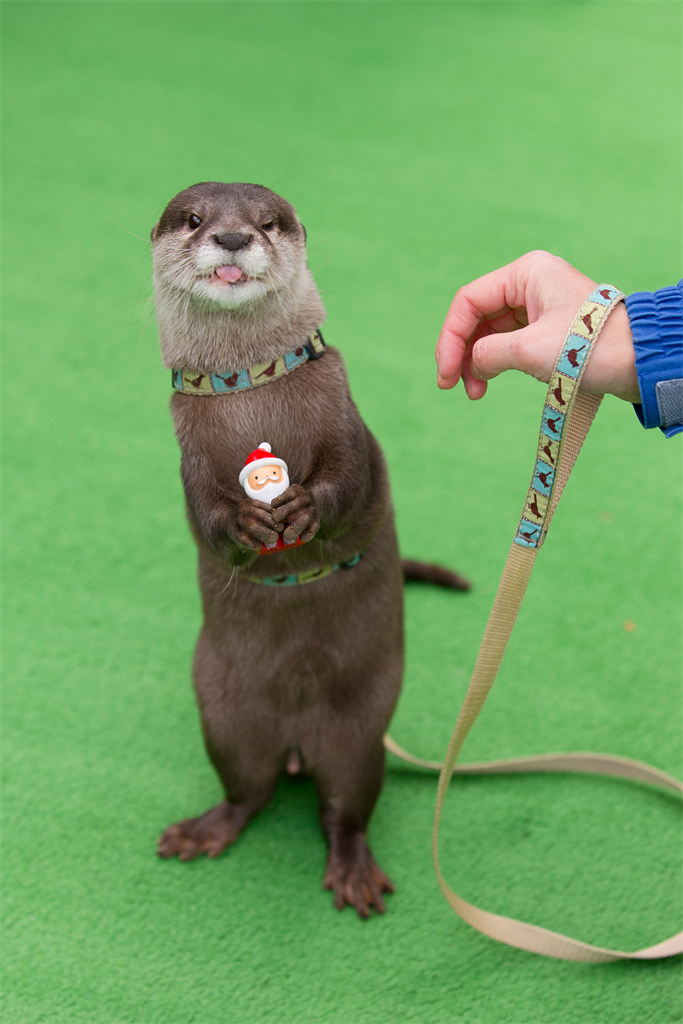 Otter gift - Longpost, Animals, Milota, Otters, Otter