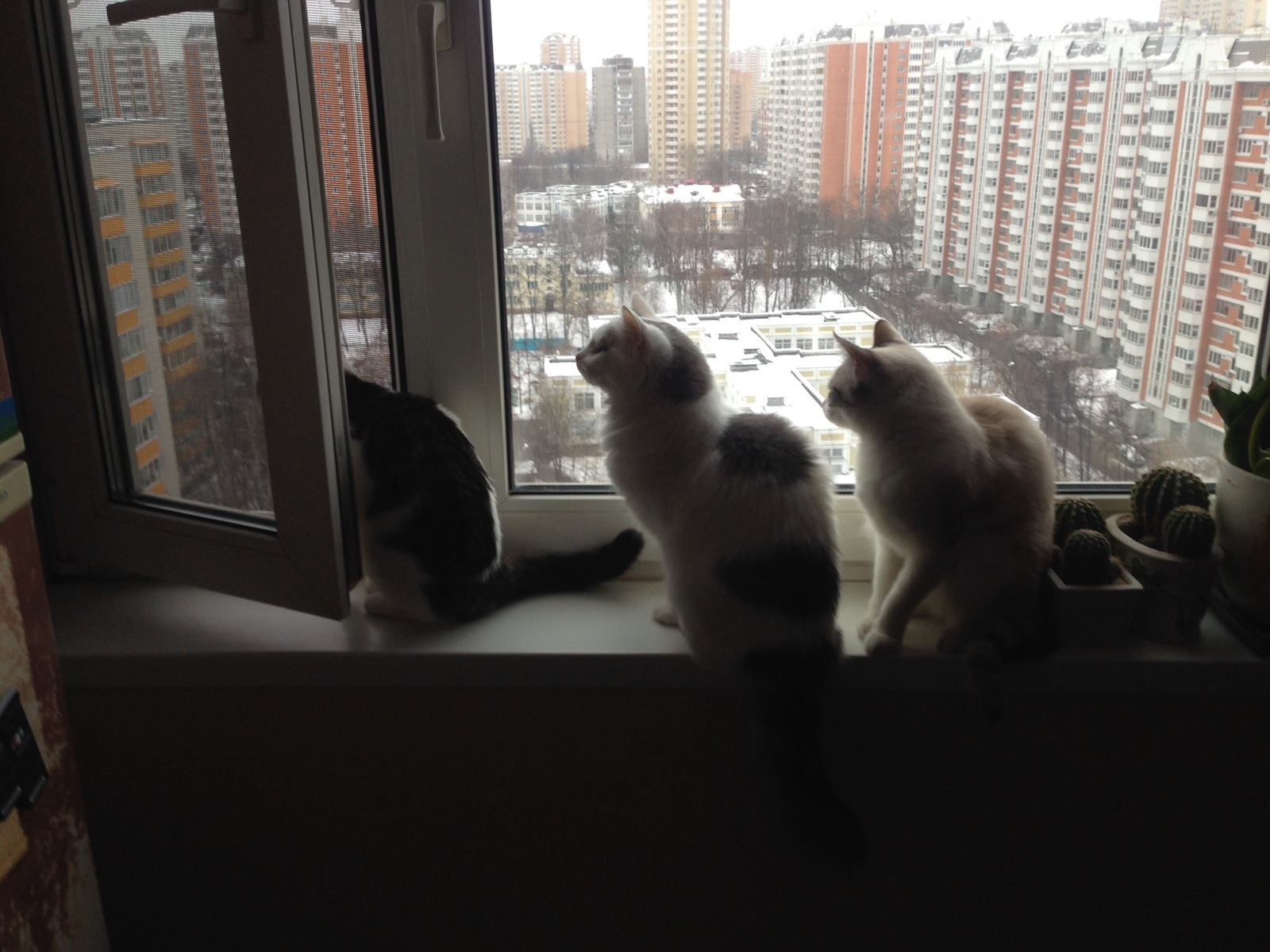 Queue to the window - cat, Queue