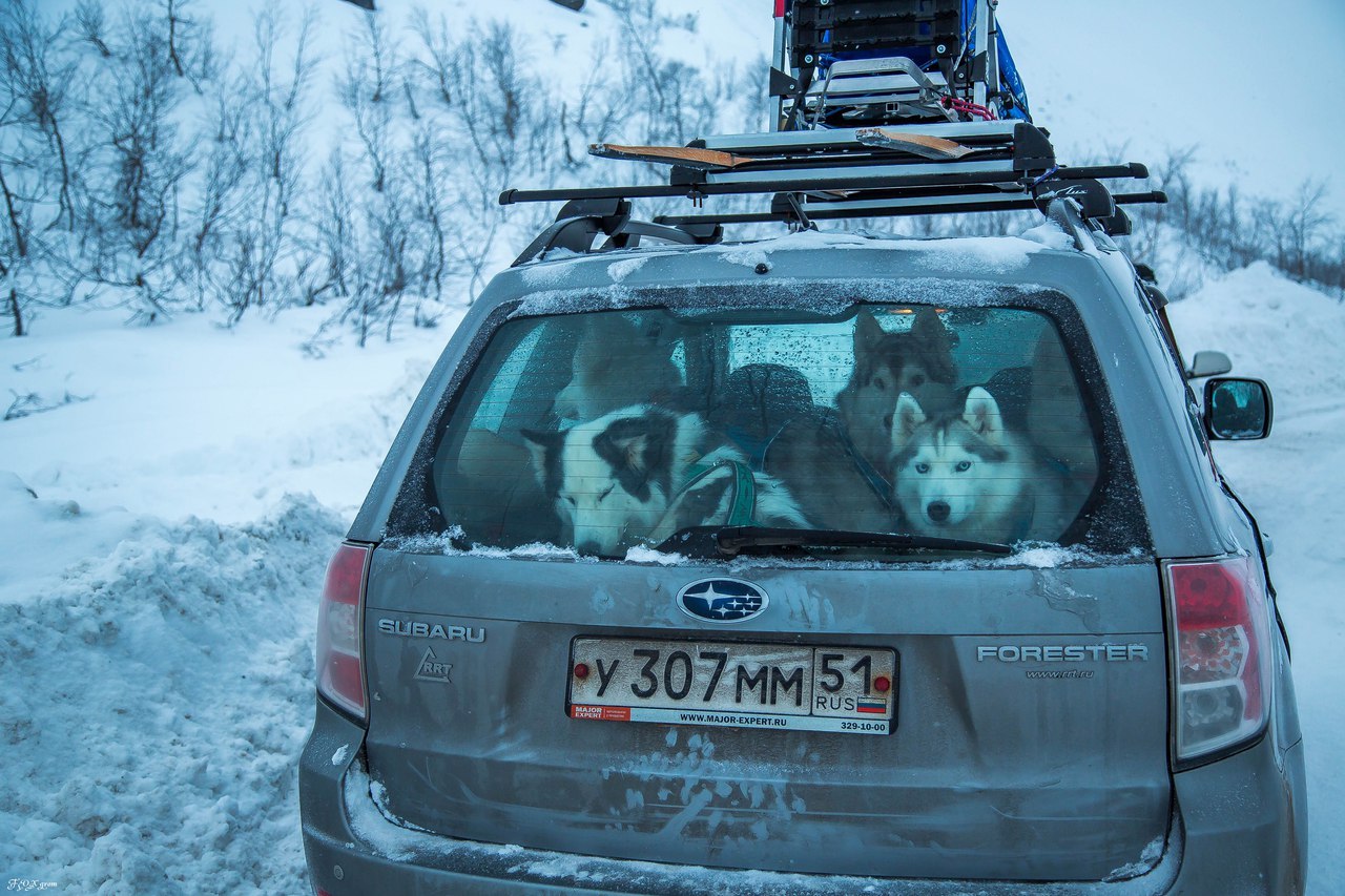 Недомашние животные - Фото, Собака, Хаски, Снег, Зима, Длиннопост