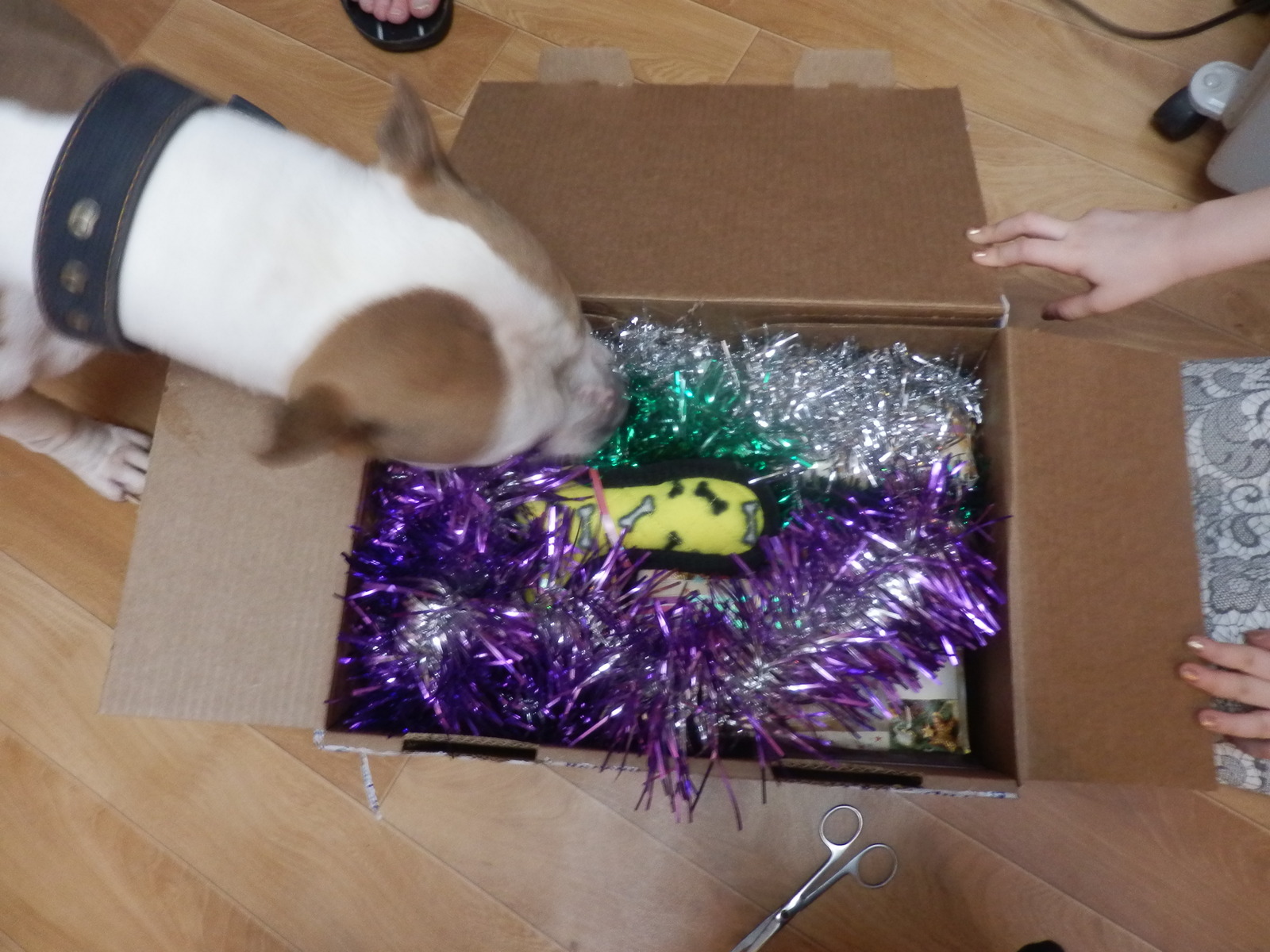 A gift from St. Petersburg. My secret Santa. - Gift exchange, Secret Santa, Longpost, Children, Dog, Stafford, Present