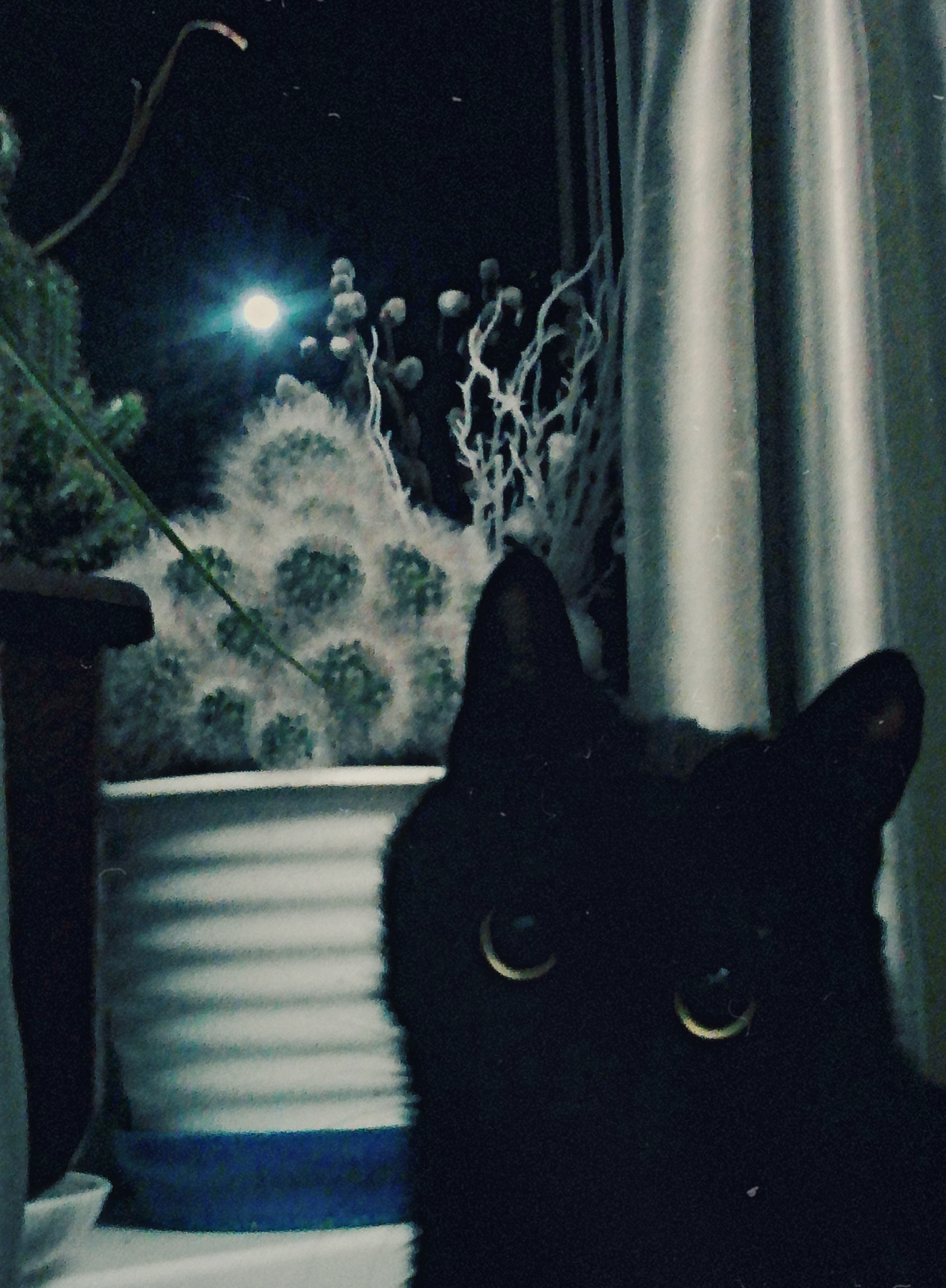 Full moon outside :) - My, Full moon, cat, Eyes