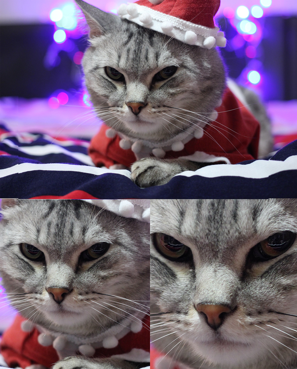 I decided to shoot a cat, but at that moment I was scared for my life - My, The Evil Cat, New Year's Kote, cat, New Year