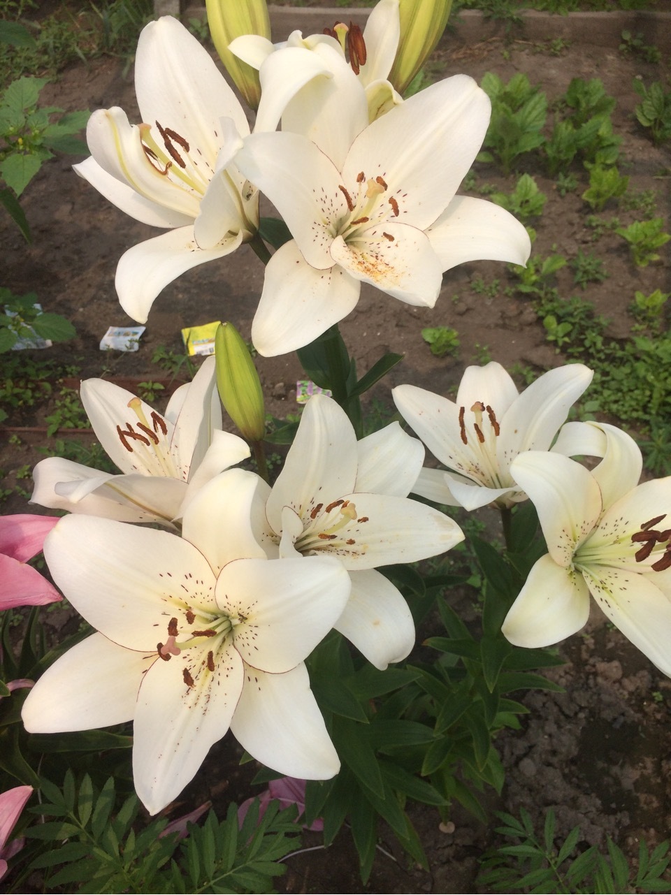 More photos from the cottage - My, Dacha, Summer, Longpost