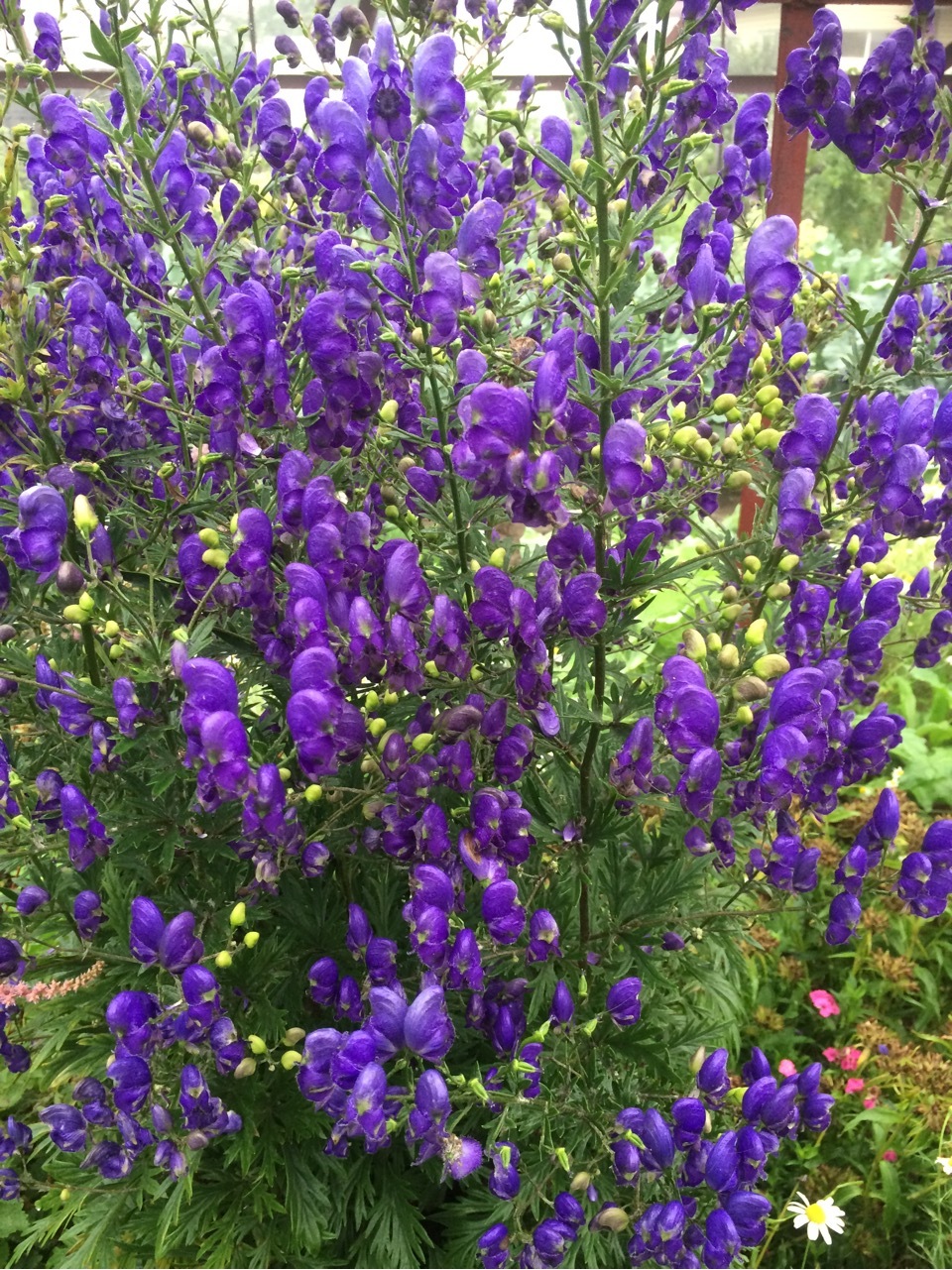 More photos from the cottage - My, Dacha, Summer, Longpost