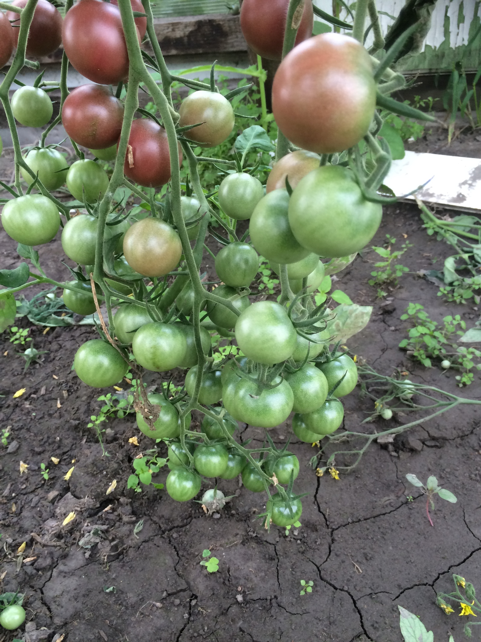 More photos from the cottage - My, Dacha, Summer, Longpost