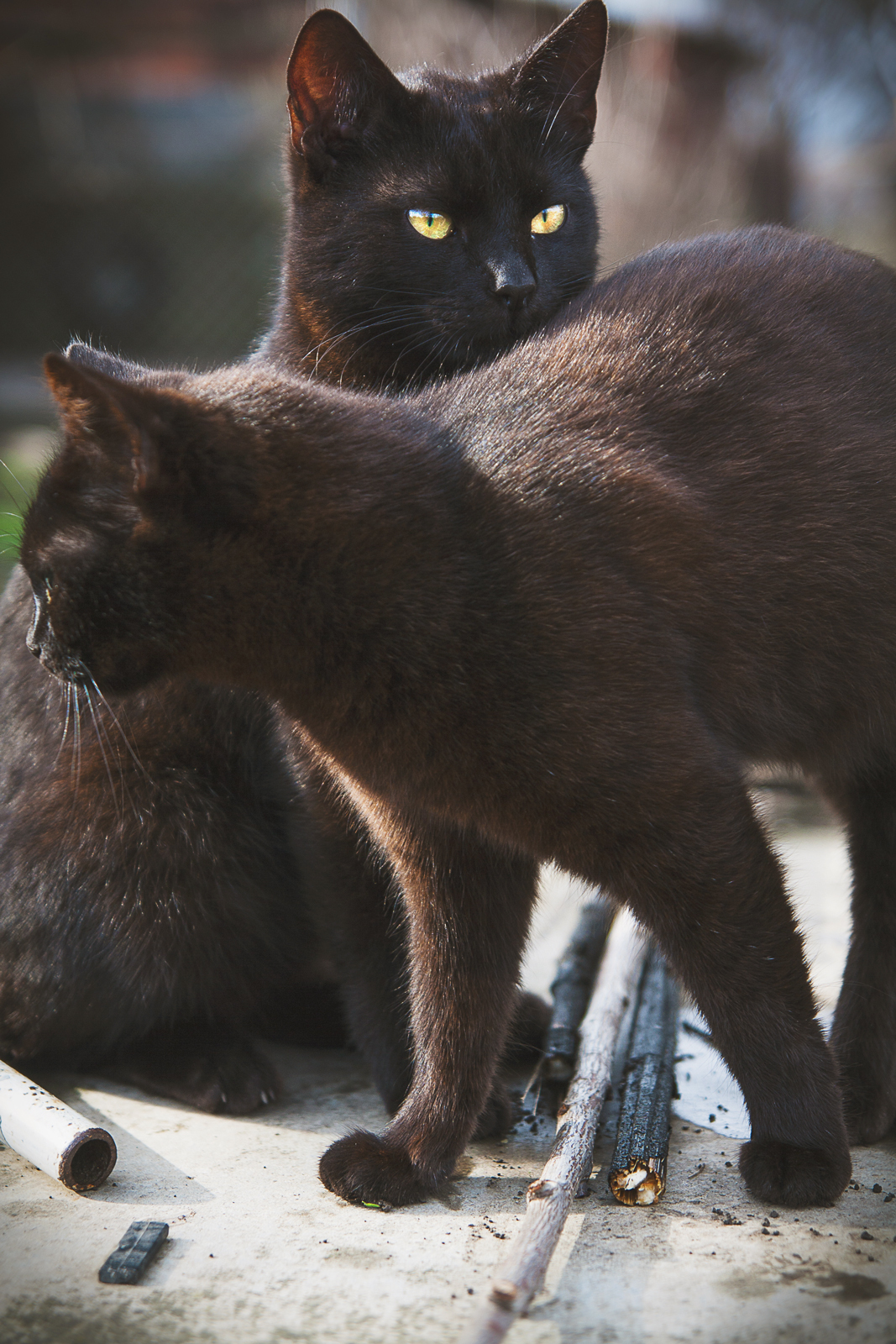 Black cat, black cat - My, My, cat, Black cat, Photo, Tamron, Canon 1000d